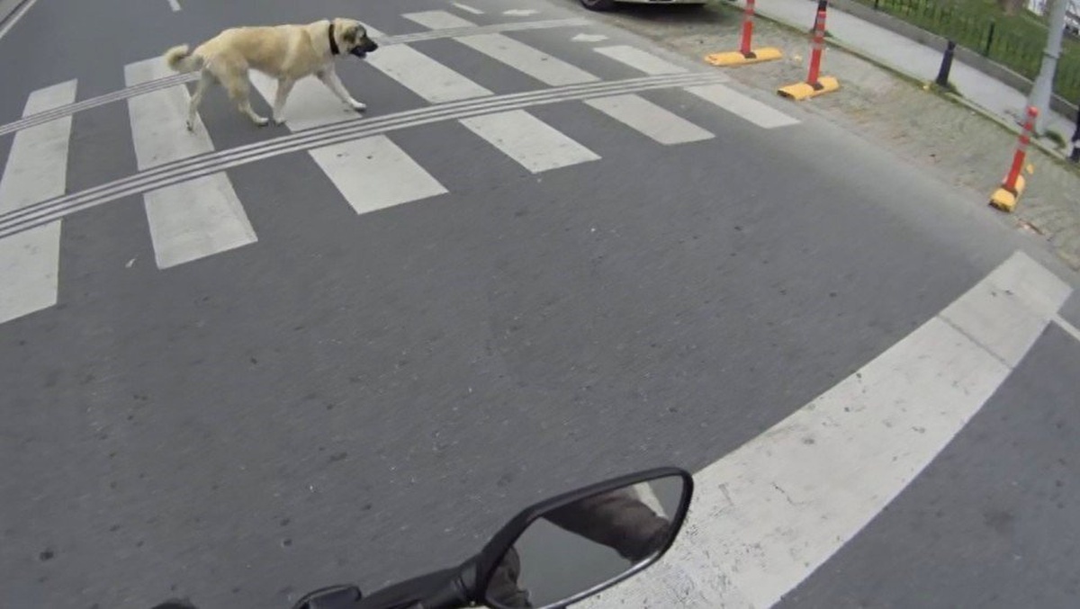 Bebek\'te Yaya Geçidini Kullanan Köpek Kamerada