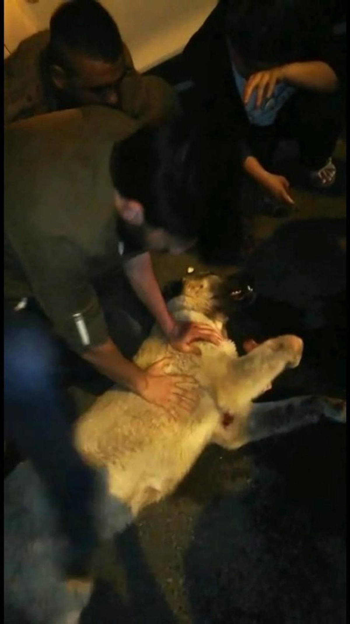 Çarptığı Köpeği Hayata Döndürmek İçin Her Şeyi Yaptı, Başaramadı