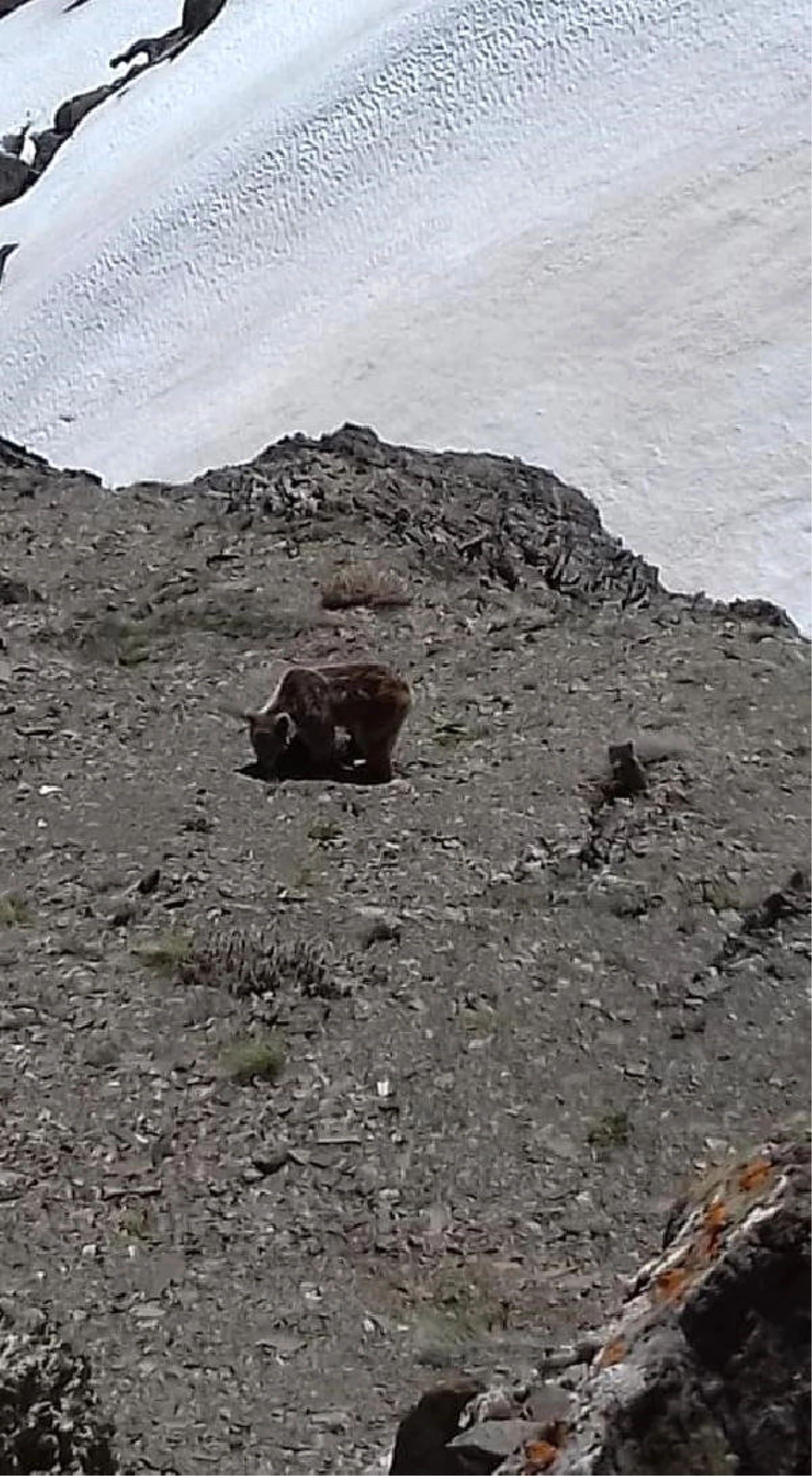 Elazığ\'da Yiyecek Arayan Ayı ve Yavrusu Görüntülendi