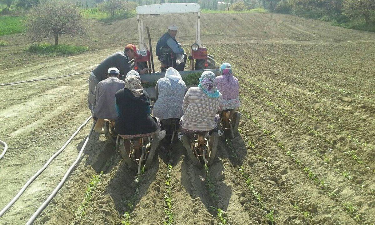 Gördes\'te Tütün Dikimleri Başladı