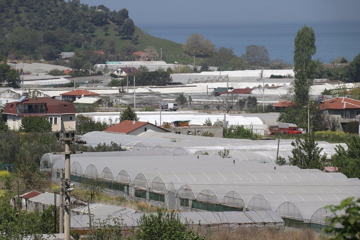 Gül Üreticilerinin Anneler Günü Mesaisi