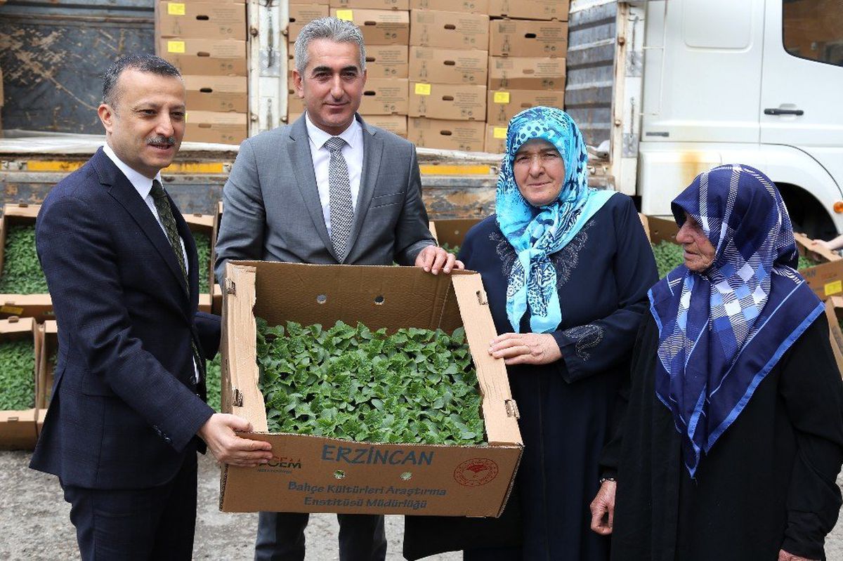 Gümüşhane\'de Çiftçilere 145 Bin Adet Domates ve Salatalık Fidesi Dağıtıldı