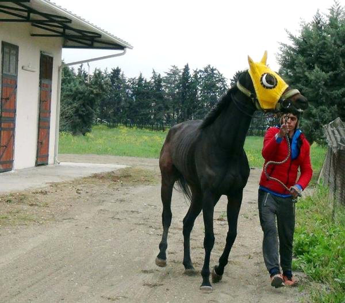 İcradan Satılık Yarış Atına, İkinci İhalede de Alıcı Çıkmadı