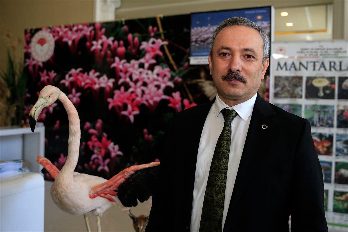 İzmir Kuş Cenneti\'nde 20 Bin Flamingo Kuluçkaya Yattı