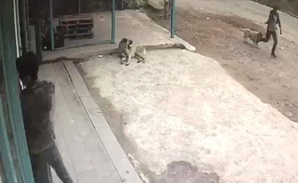 Köpeklere Şaka, Kendilerini Korkuttu