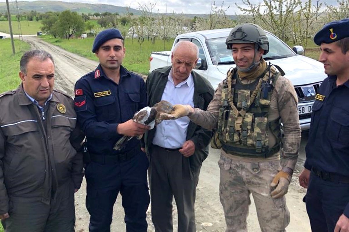 Mehmetçik\'in Bulduğu Yaralı Şahin Tedavi Ediliyor