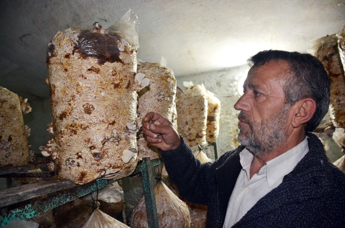 Metruk Okul Binasında İstiridye Mantarı Yetiştiriyor