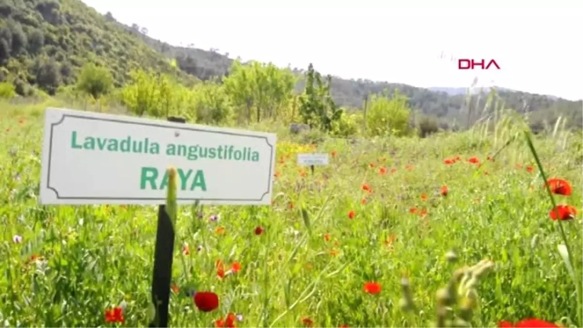 Muğla Aromatik Bitki Merkezi Mahallede Kalker Ocağı Tepkisi