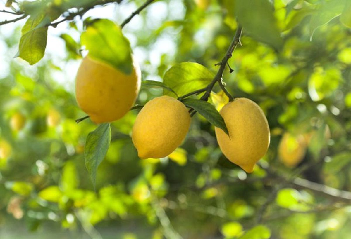 Nisan ayının zam şampiyonu limon