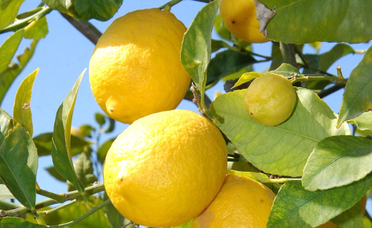 Nisan Ayının Zam Şampiyonu Limon Oldu