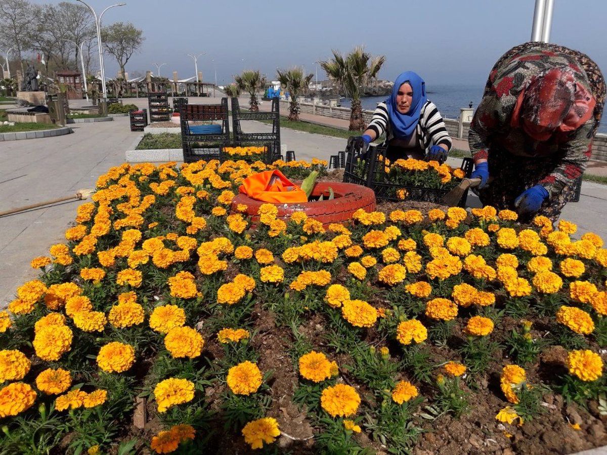 Tatil Beldesi Akçakoca\'da Parklar Mevsimlik Çiçeklerle Süsleniyor