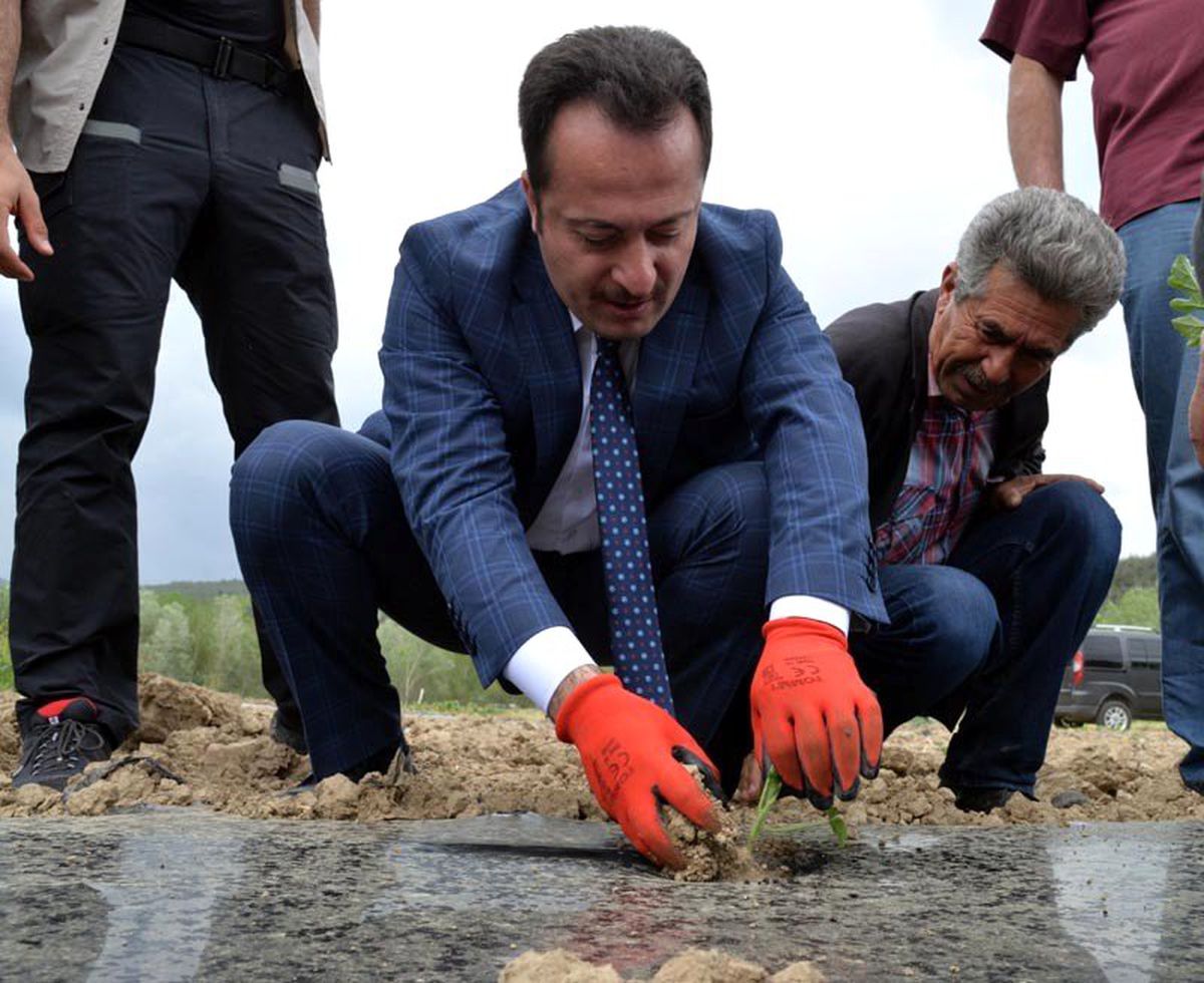Vali Şentürk Köylülerle Beraber Karpuz Dikti