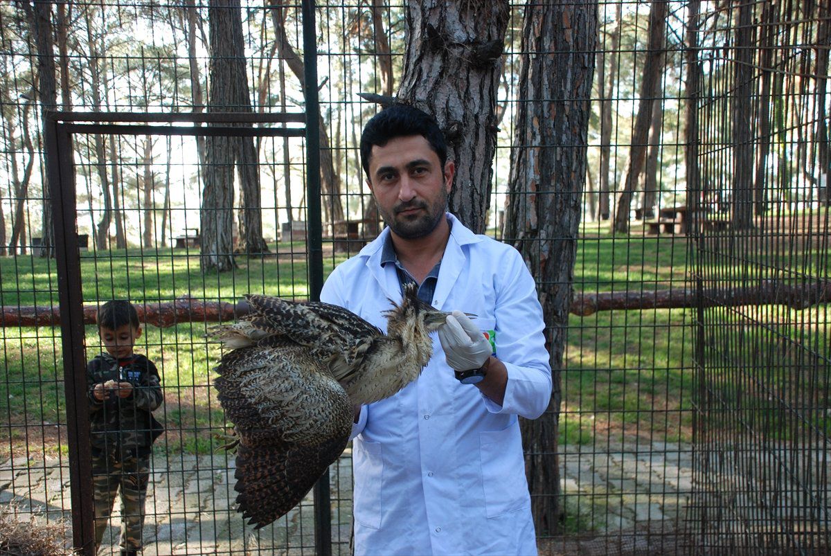 Yaralı Balaban Kuşu Tedavi Edilecek
