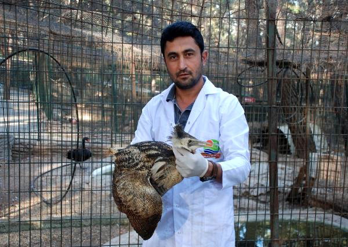 Yaralı Balaban Kuşu Tedaviye Alındı