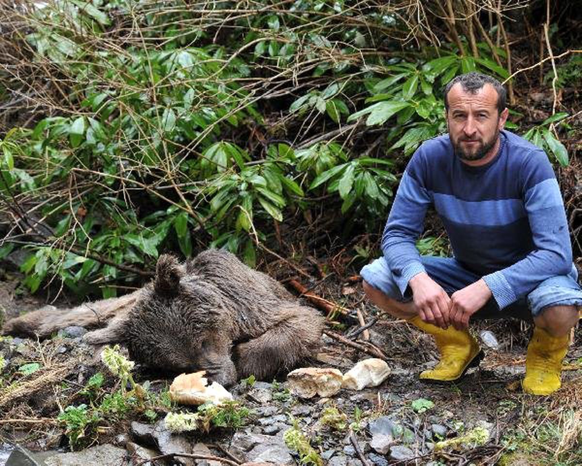 Yaralı Bulunan Boz Ayı Kurtarılamadı