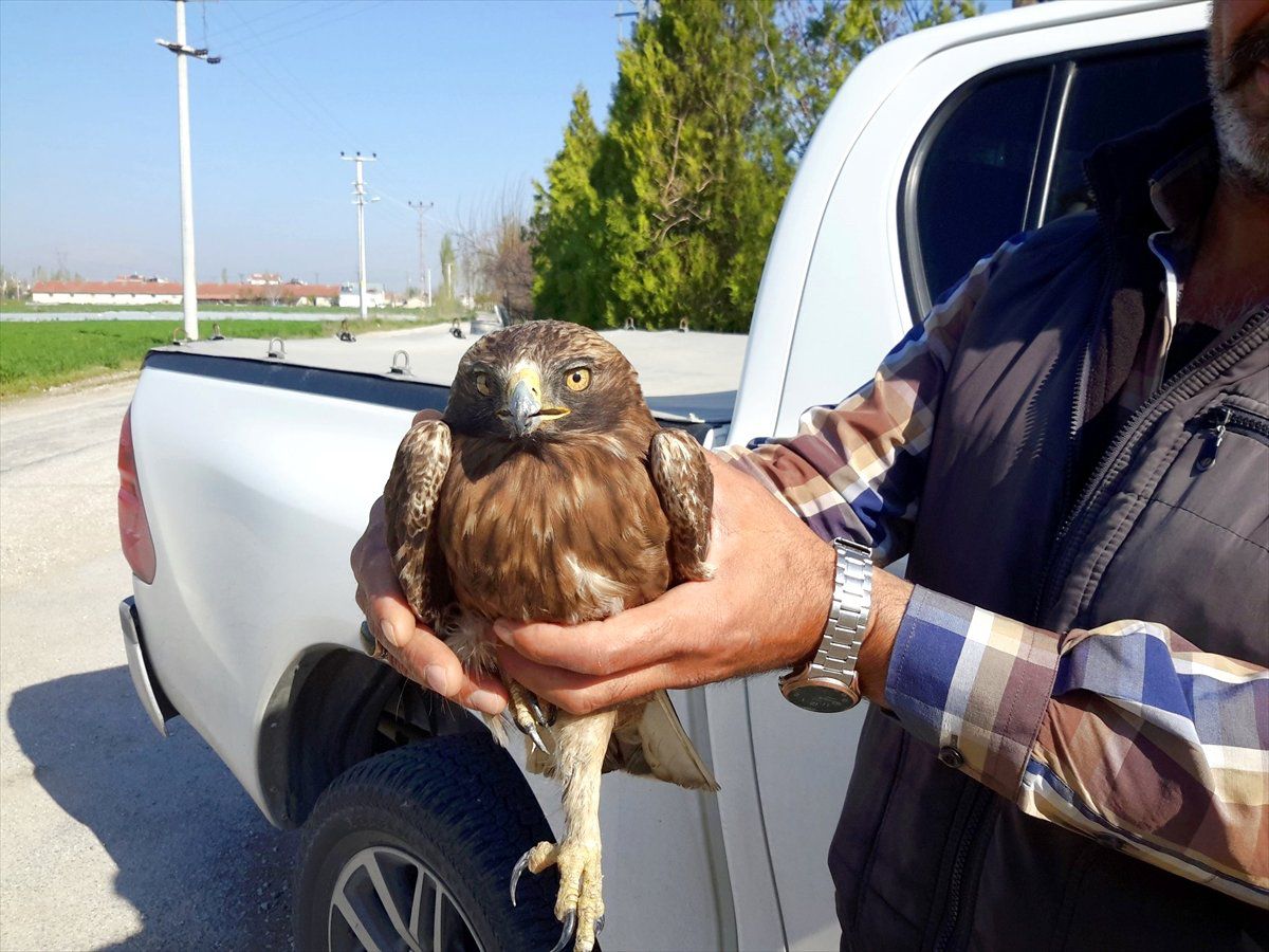 Yaralı Şahin Koruma Altına Alındı