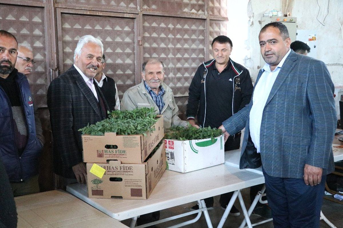 Aksaray\'da Ziraat Odası Çiftçilere 500 Bin Fide Dağıttı