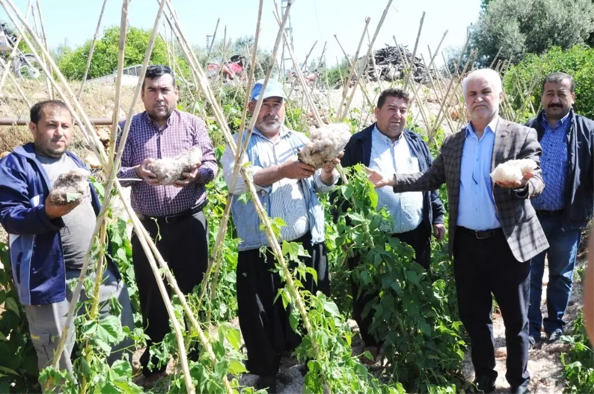 Dolu, Turfanda Ürünleri Vurdu