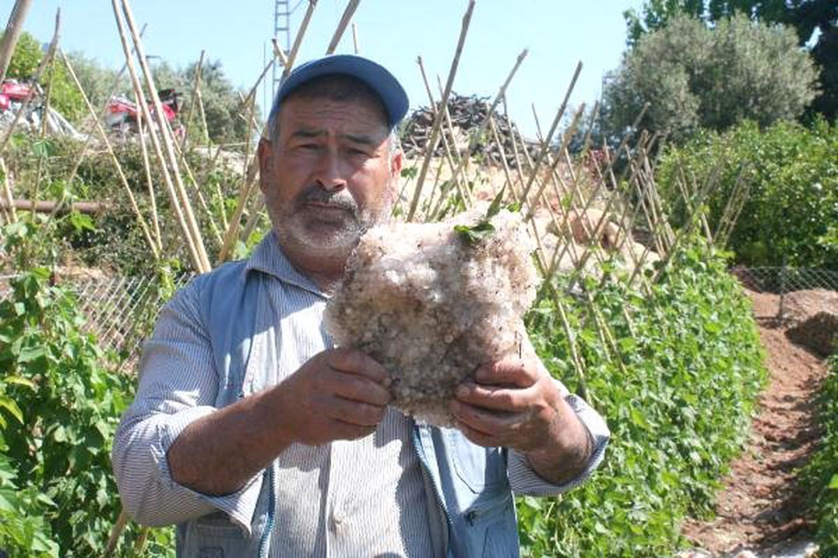 Erdemli\'de Dolu, Tarım Arazilerini Vurdu