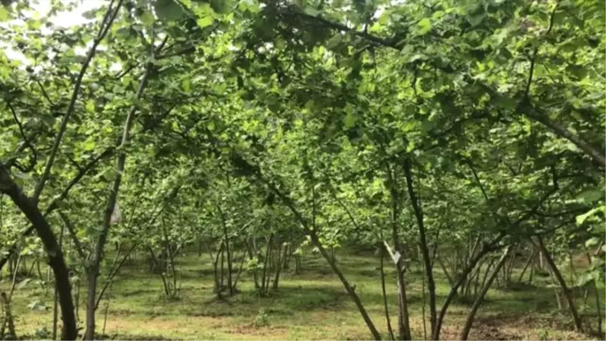 Fındıkta İyi Tarım Uygulamaları Öğrenci ve Çiftçilere Öğretiliyor