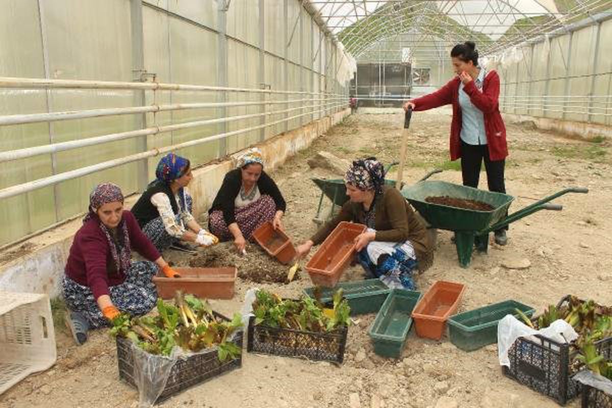 Hakkarili Kadınlar Organik Tarım Evi Açtı