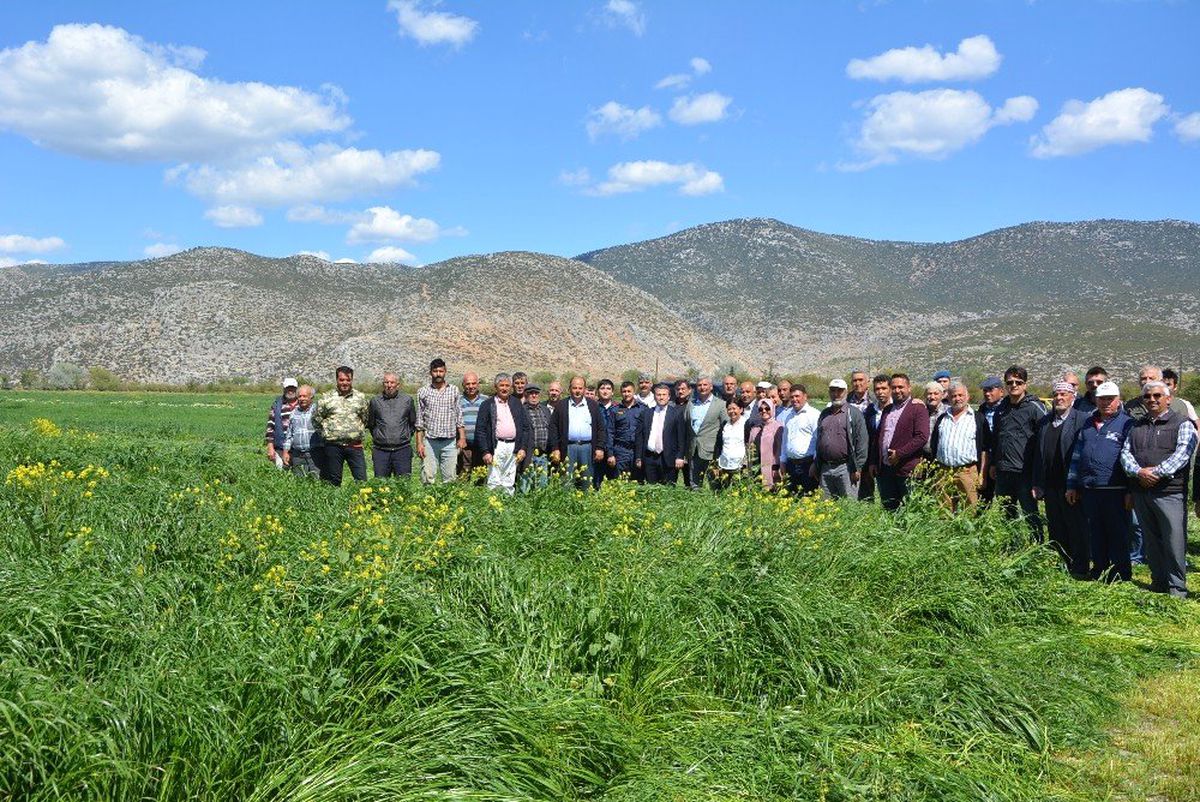 Korkuteli\'de İtalyan Çimi Hasadı