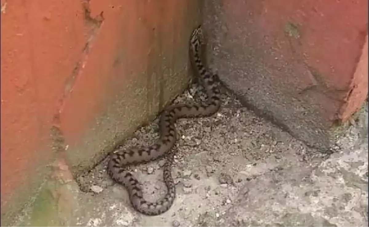 Baran Engereği Yılanını Görürseniz Öldürmeyin