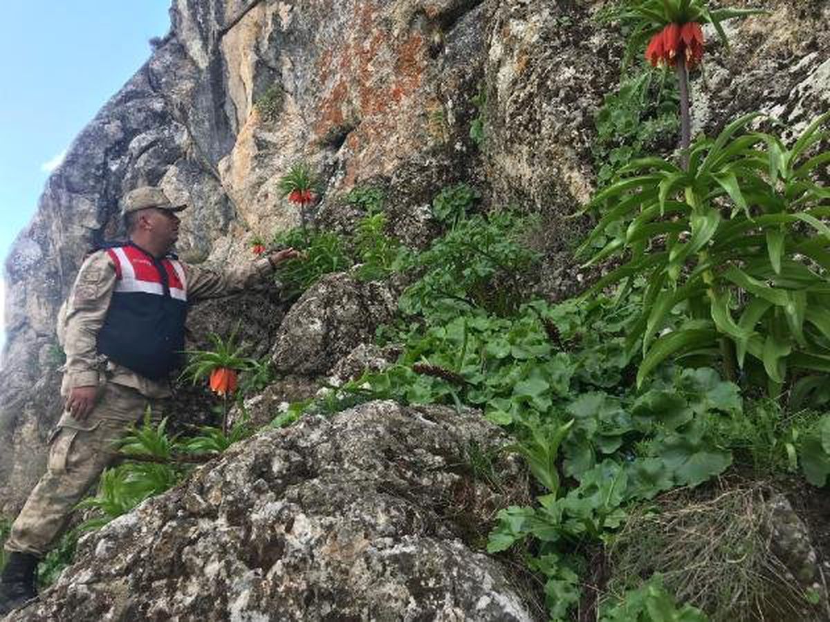 Ters Lalelere Jandarma Koruması