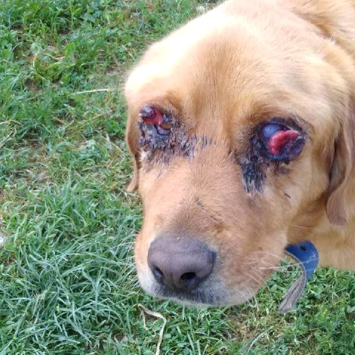 Tokat\'ta Köpeğin Gözleri Oyuldu