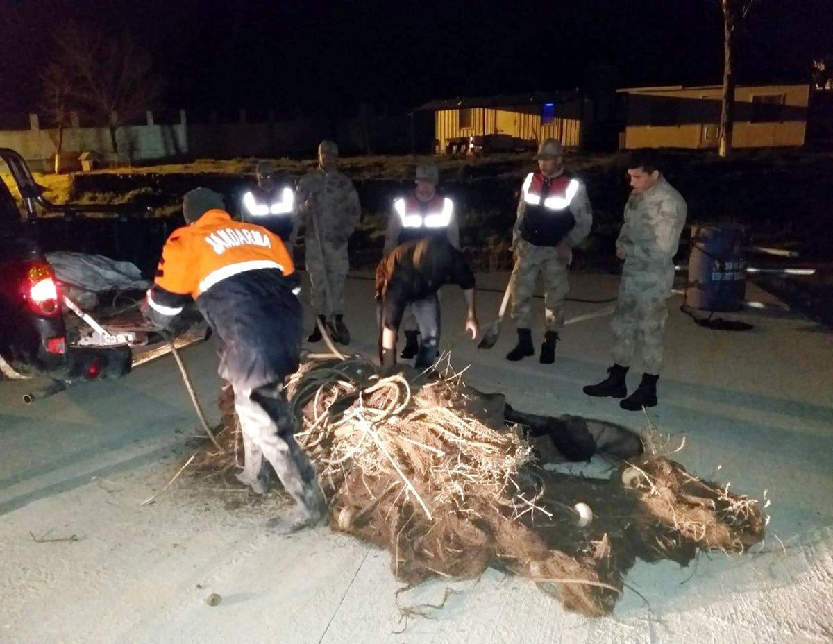 Van\'da 500 Kilo Ölü İnci Kefali Ele Geçirildi