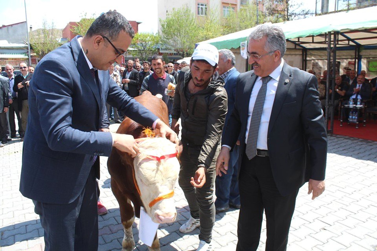 Tuzluca\'da 2. Buzağı, Kuzu ve Oğlak Güzellik Yarışması Düzenlendi