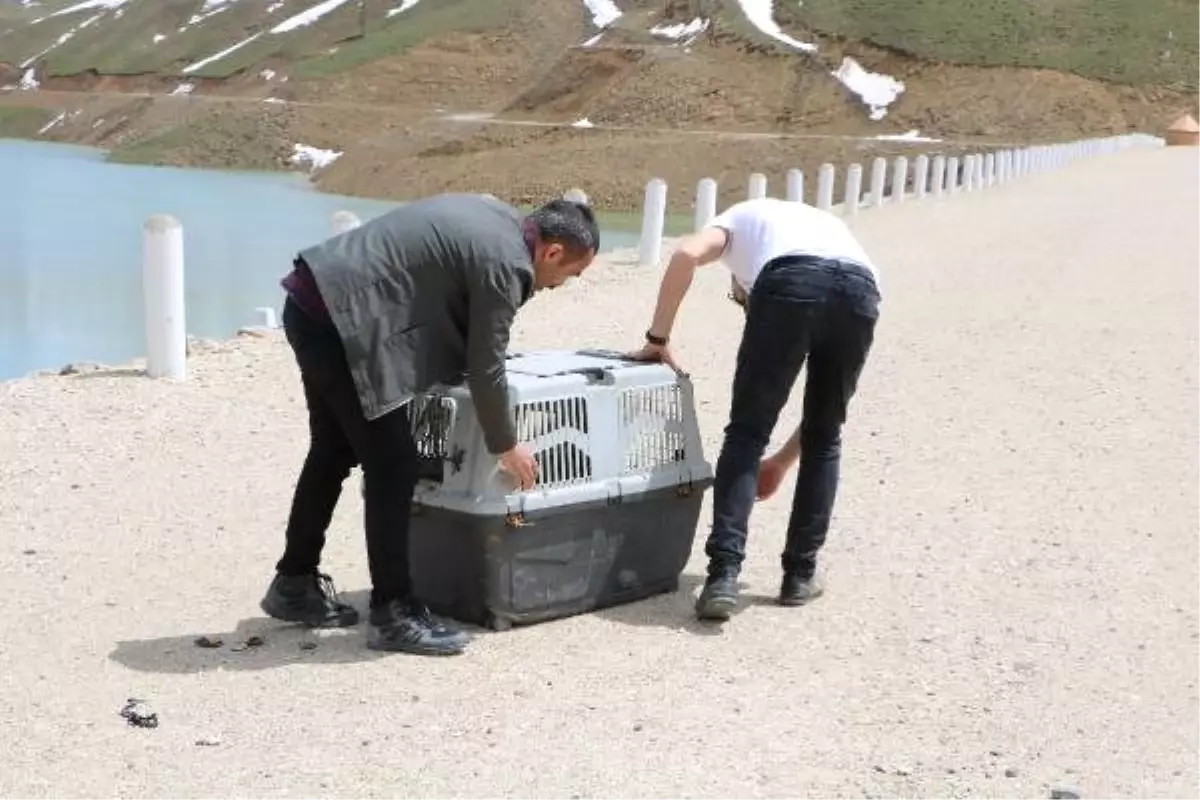 Bitkin Halde Bulunan Tilki, Bakımı Yapılıp, Doğaya Bırakıldı