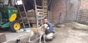 Canını Kurtardığı Köpeği Sahiplendi