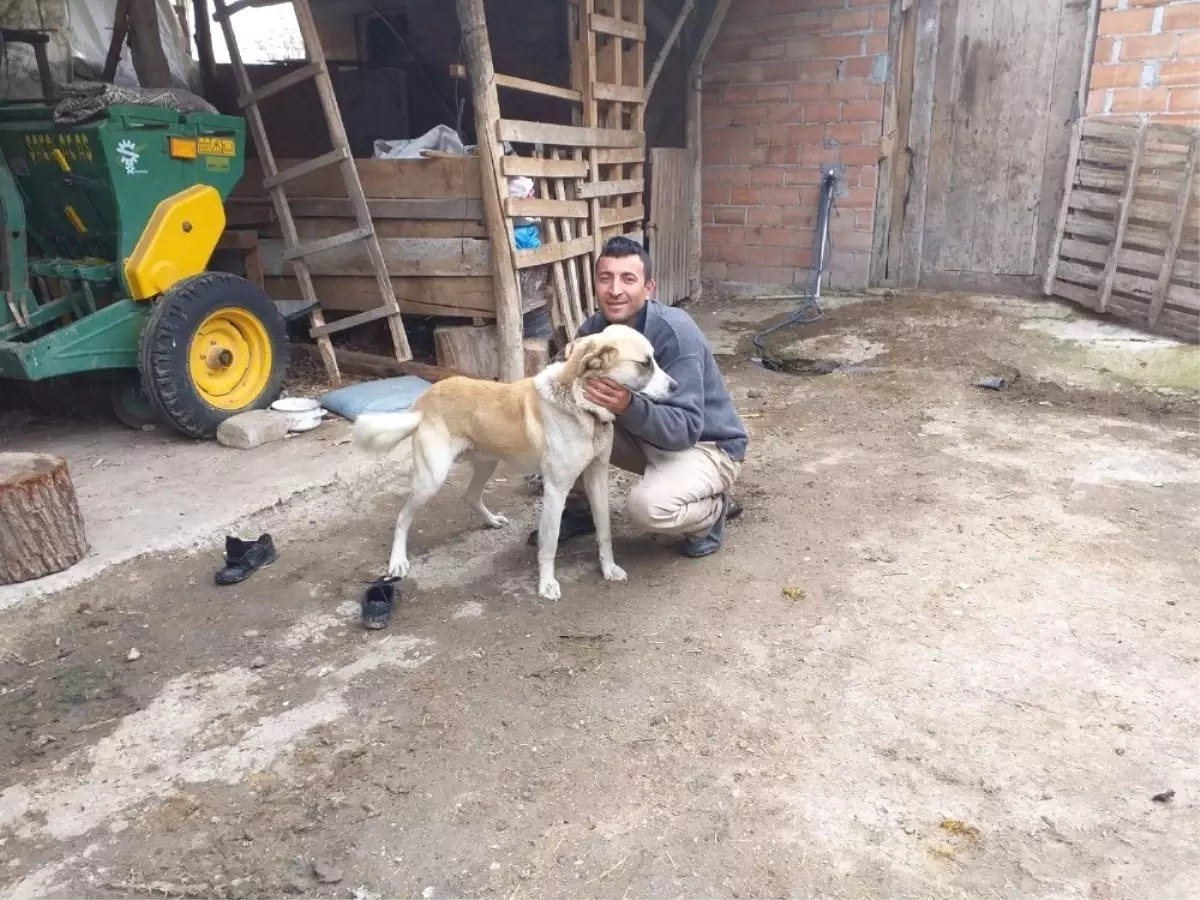 Canını Kurtardığı Köpeği Sahiplendi