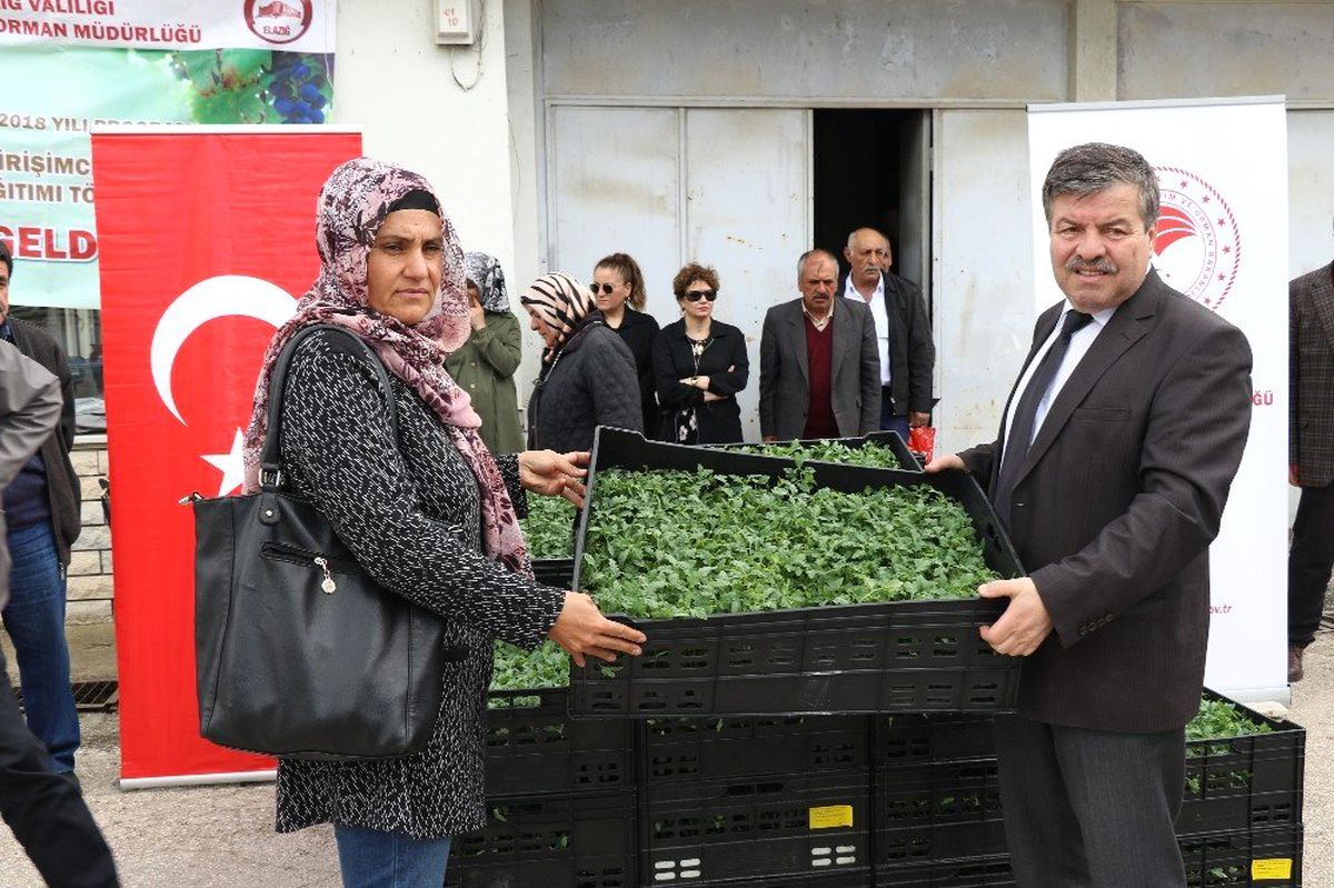 Domates Unu İçin Çiftçilere Fide Dağıtıldı