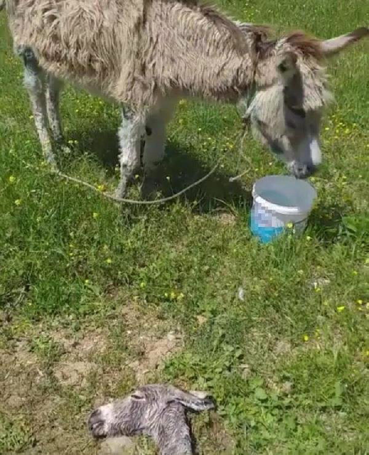 Kamyonetin Arkasında Sürüklenen \'Buğday\', Ölü Doğum Yaptı