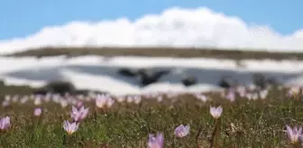 Kars'ta Baharın Gelmesiyle Görsel Şölen Oluştu