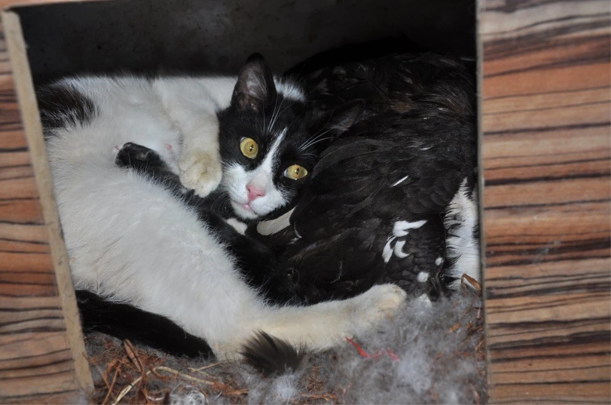 Kedi Yavrularına Ördek Annelik Yapıyor