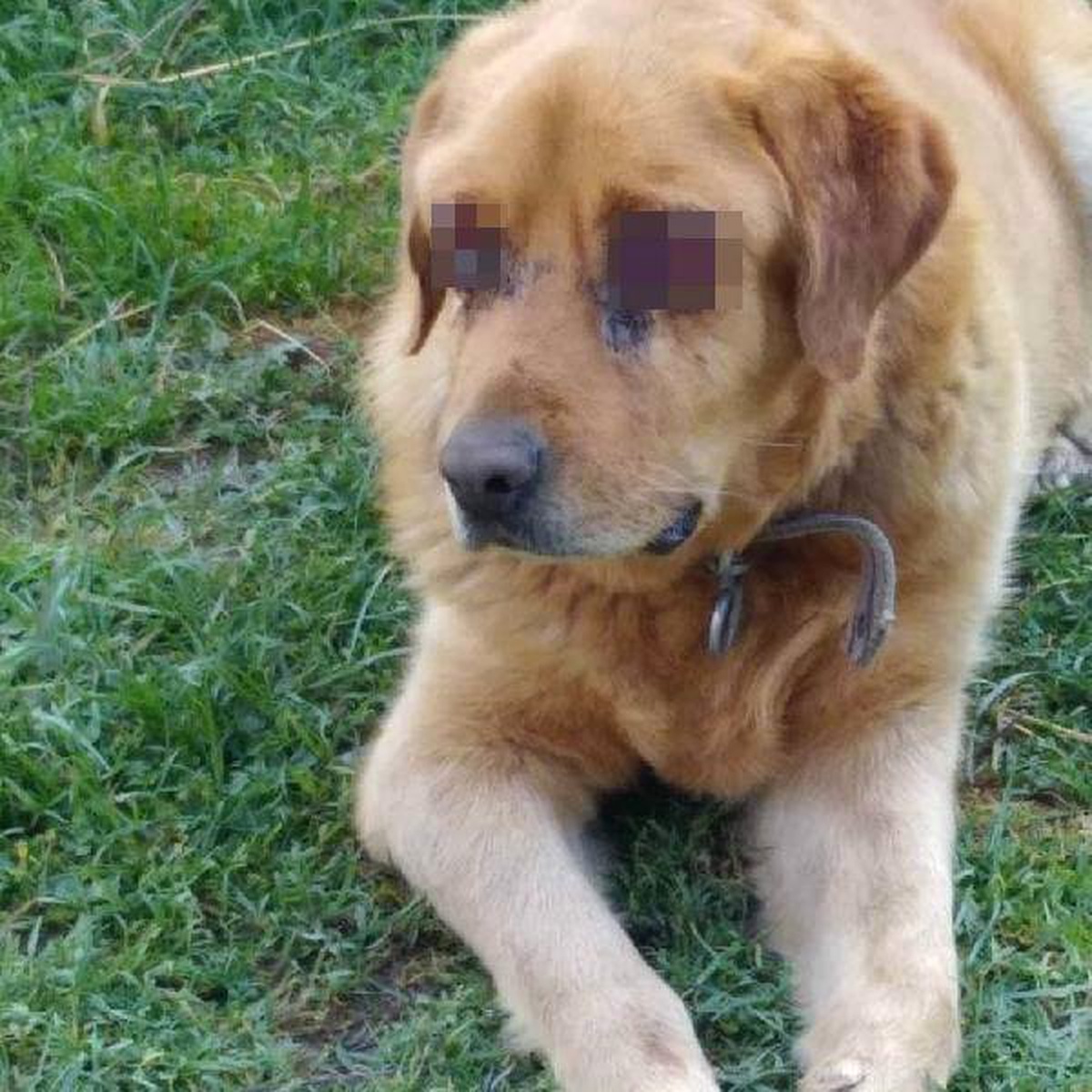 Köpeğin Oyuldu Sanılan Gözlerinde Hastalık Varmış