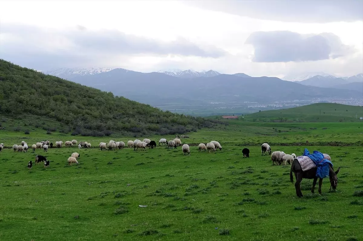 Sürü Peşindeki Çobanların İlk İftarı