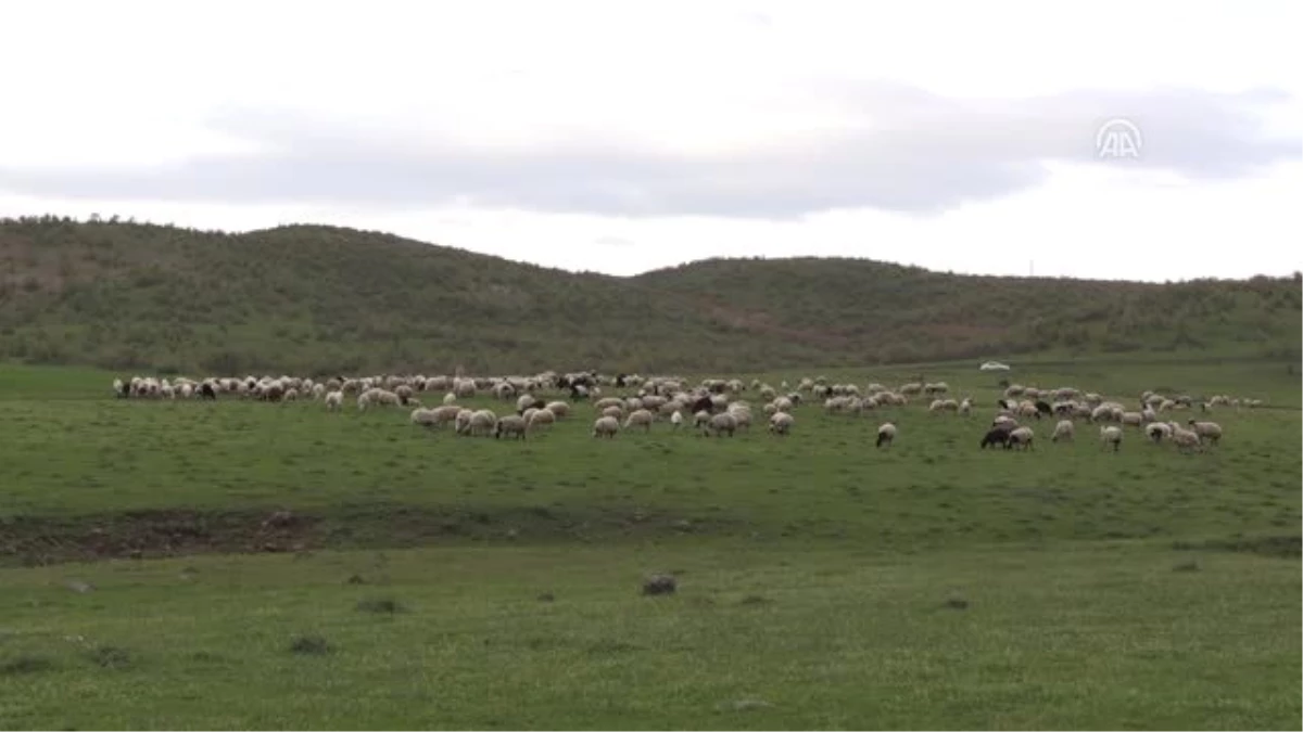 Sürü Peşindeki Çobanların İlk İftarı