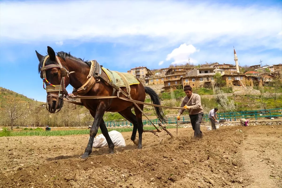 Toroslar\'da Köylülerin En Büyük Yardımcısı At ve Katırlar