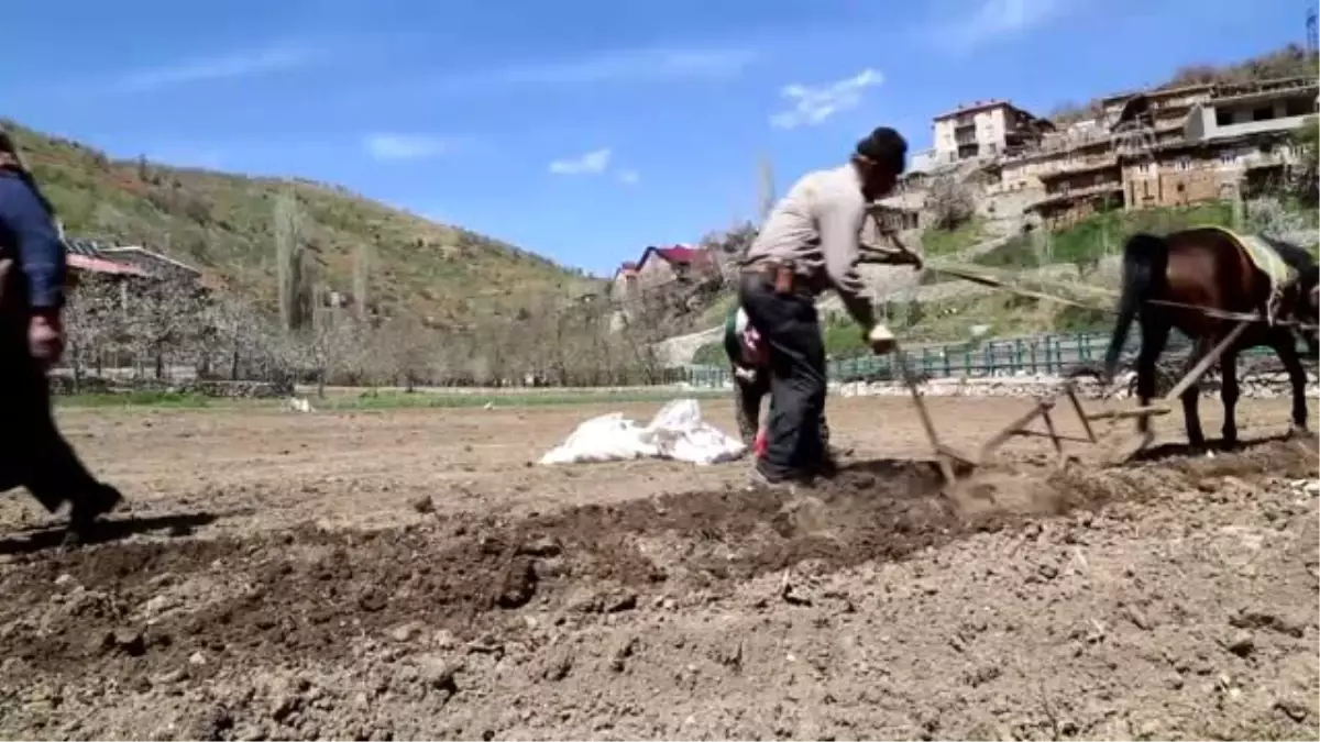 Toroslar\'da Köylülerin En Büyük Yardımcısı At ve Katırlar