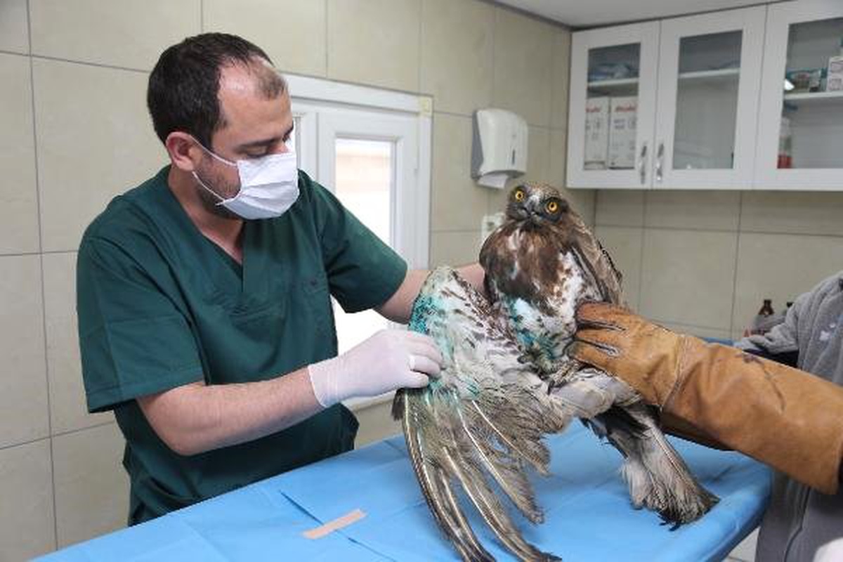 Ümraniye\'de Yaralı Kartal Tedavi Altına Alındı