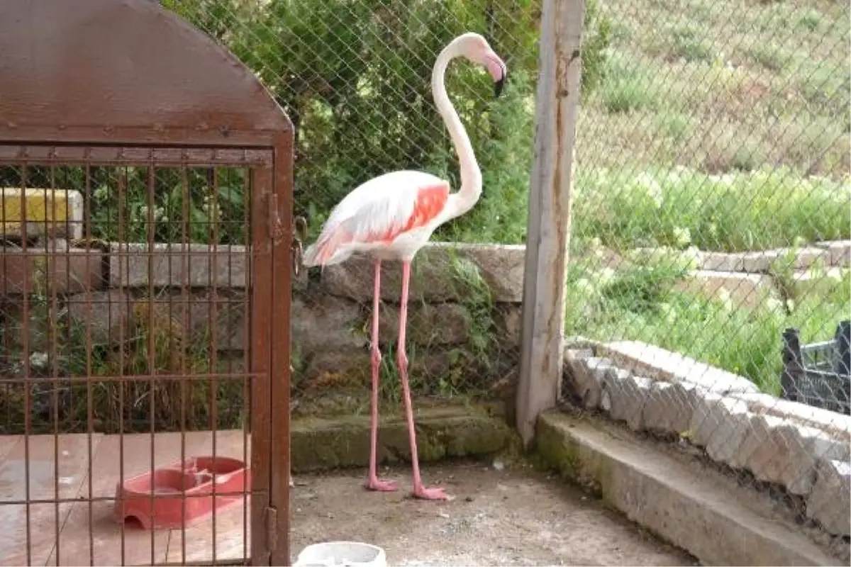 Yaralı Flamingoya Tedavi