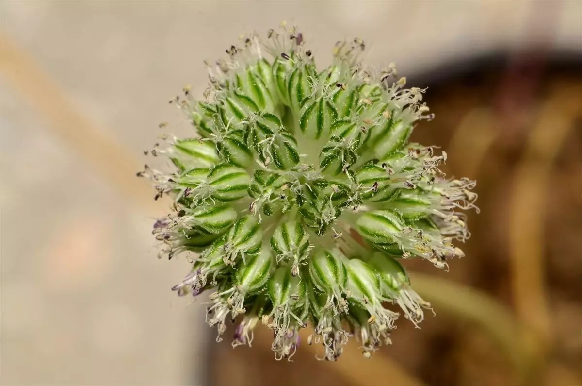 Bitki Literatürüne 44. Türünü Kazandırdı