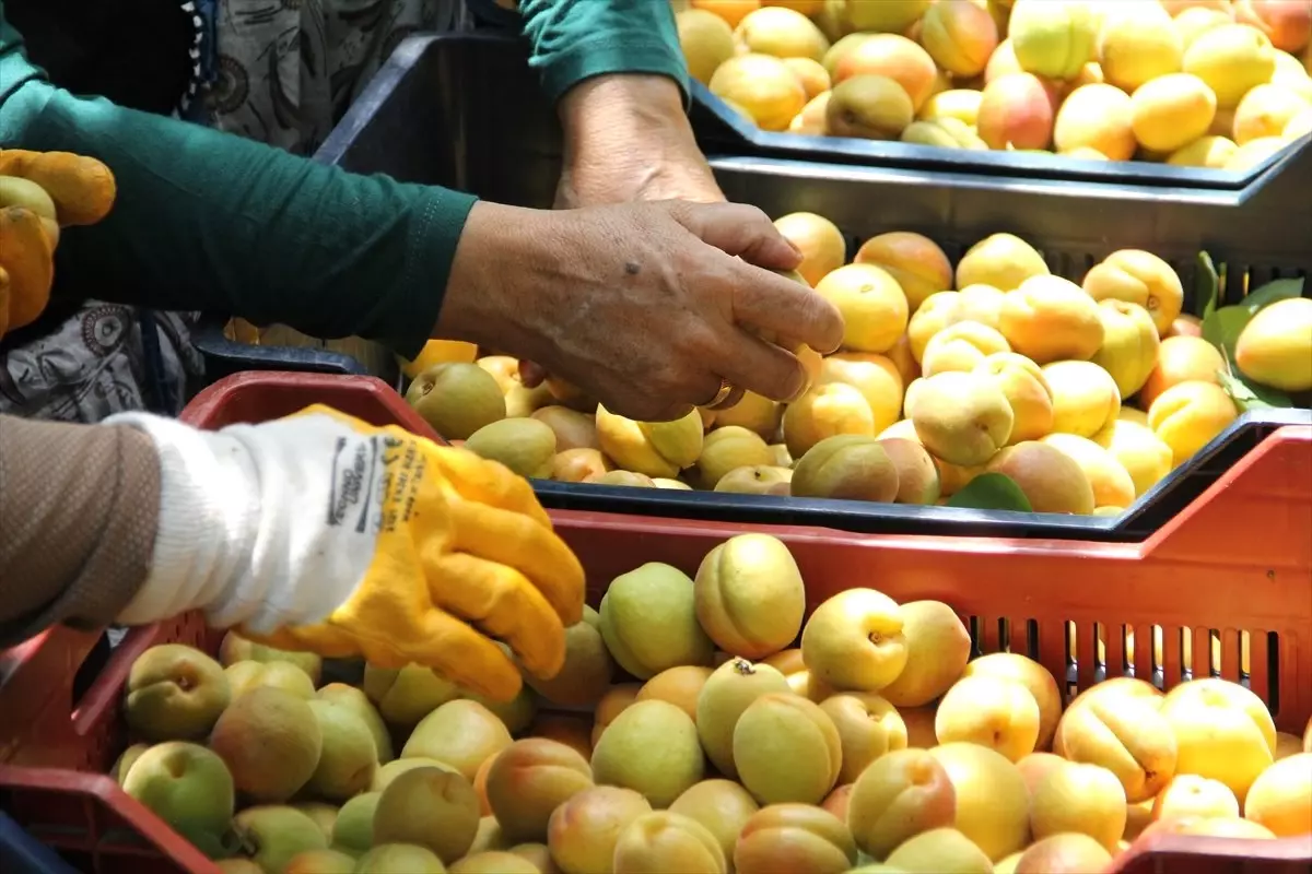 Hatay\'da Erkenci Kayısı Hasadı Başladı