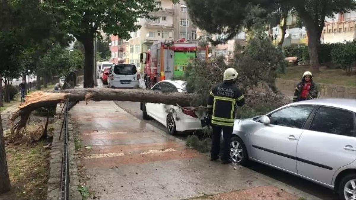 İzmit\'te Fırtınada Ağaç Otomobillerin Üzerine Devrildi