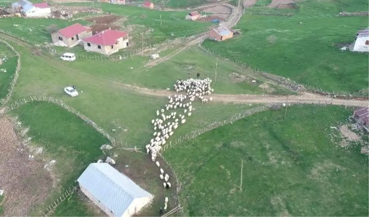 Karadeniz\'de Yayla Göçü Başladı