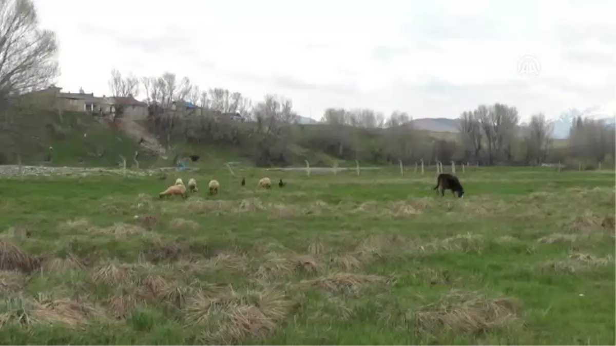 Küre Çiçeklerinin Göz Alıcı Güzelliği